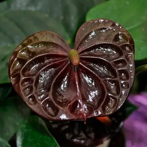 Anthurium Regina nera