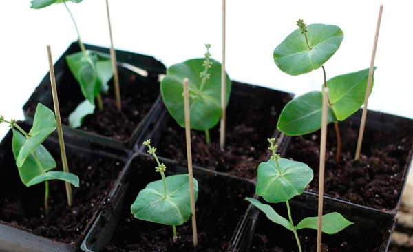 Come far fiorire un anthurium a casa propria