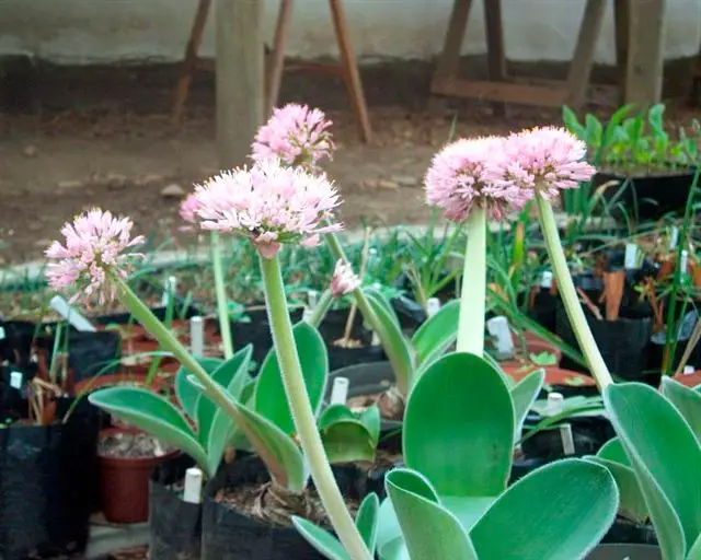 Cura domestica dell'haemanthus da interno