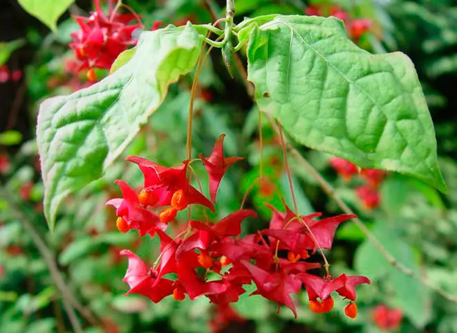 specie di betulla Macropterus