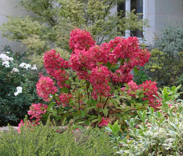 Piantare e curare le ortensie rosa