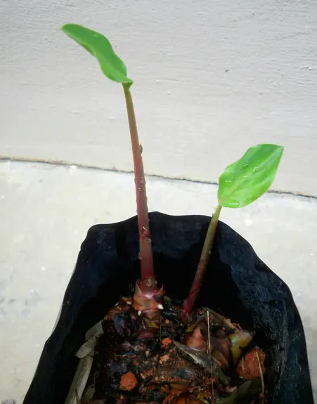 Cura dei fiori di Alpinia a casa