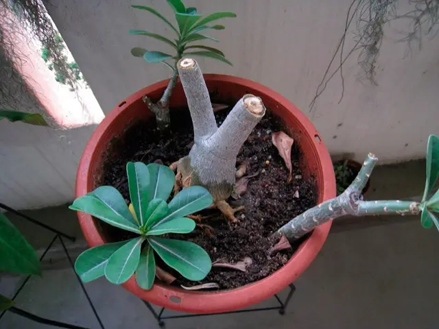 potatura dell'adenium a casa