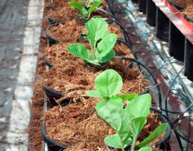 Propagazione della gerbera in casa