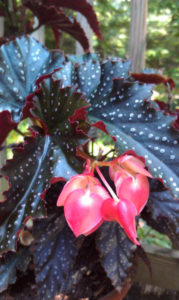 Cura della begonia fiorita in casa