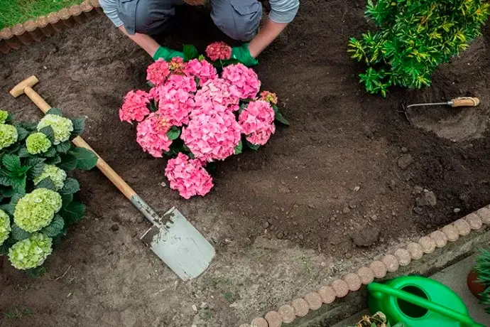 Cura domestica delle ortensie rosa