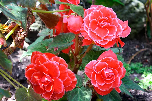 terra per begonia