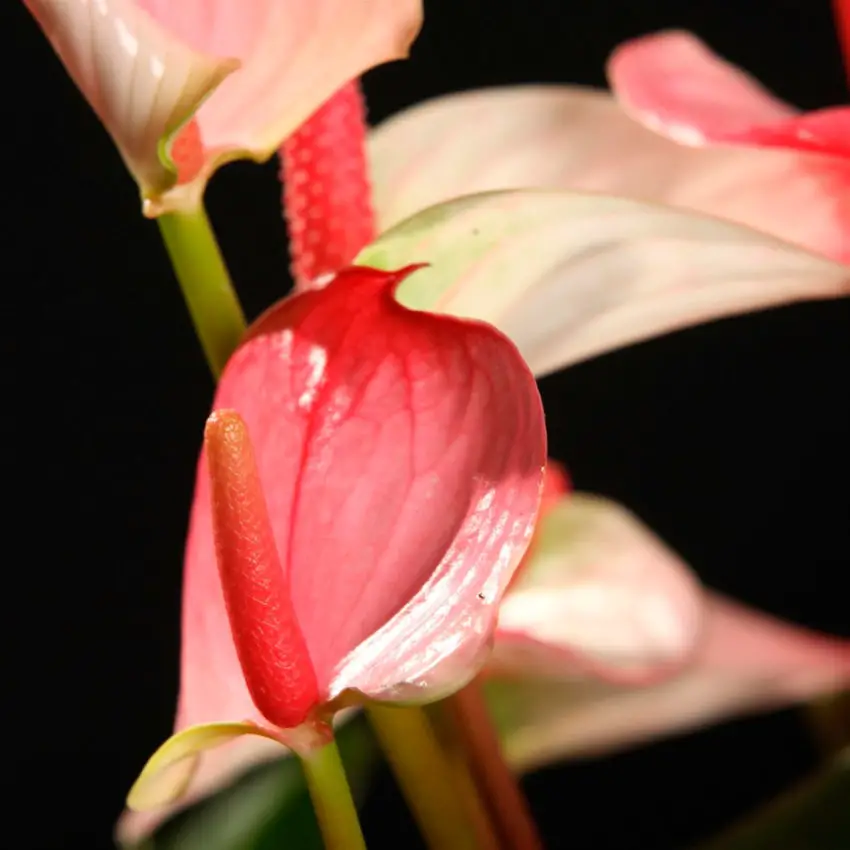 Cura dell'anthurium Princess Amalia a casa