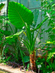 alocasia a radice larga