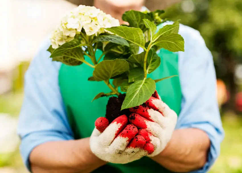 Come curare le ortensie gelsomino