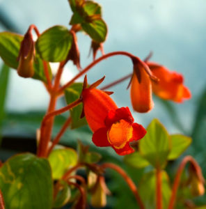 Cura della Gloxinia