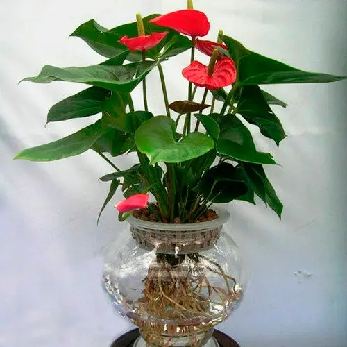 Anthurium: come far sbocciare un fiore 