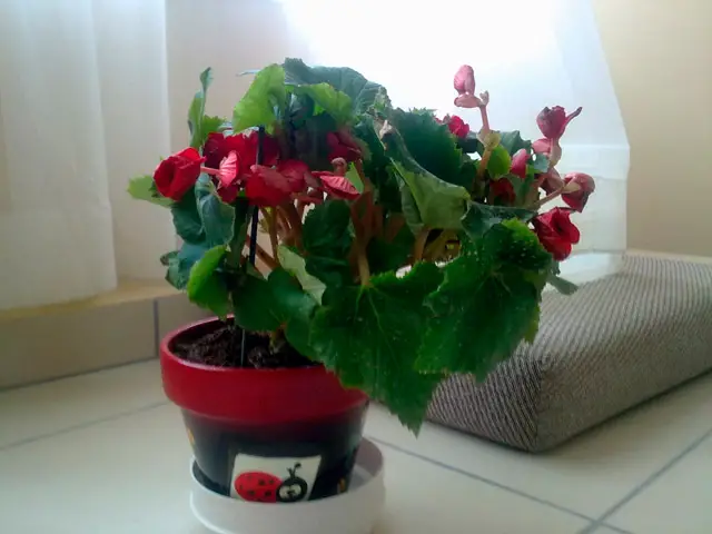 Begonia elatior: cura e propagazione