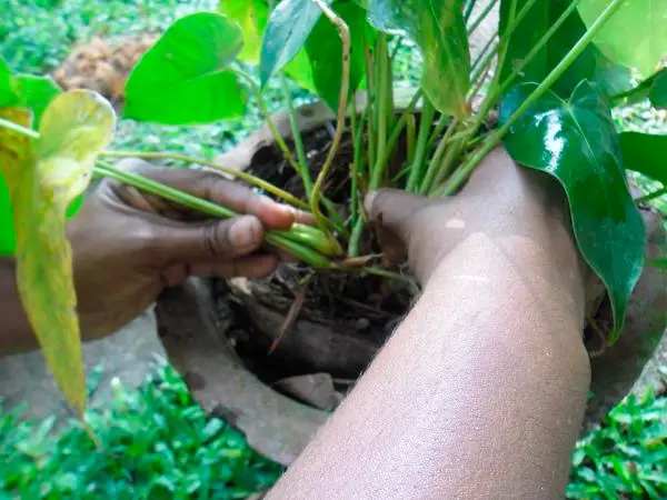 Cura dell'anthurium rosa in casa