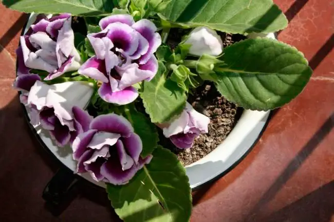 La gloxinia non fiorisce in casa