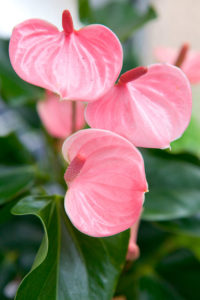 Cura domestica dell'anthurium rosa