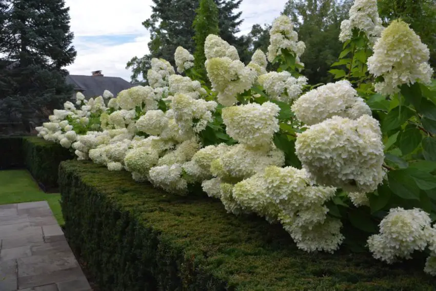 Cura delle ortensie a conchiglia