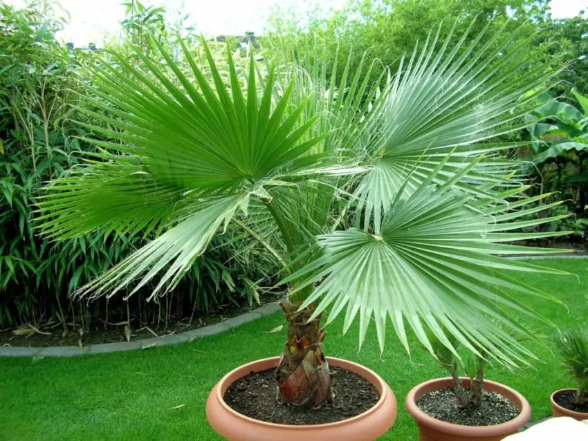 Washingtonia nitensis: come prendersi cura della pianta