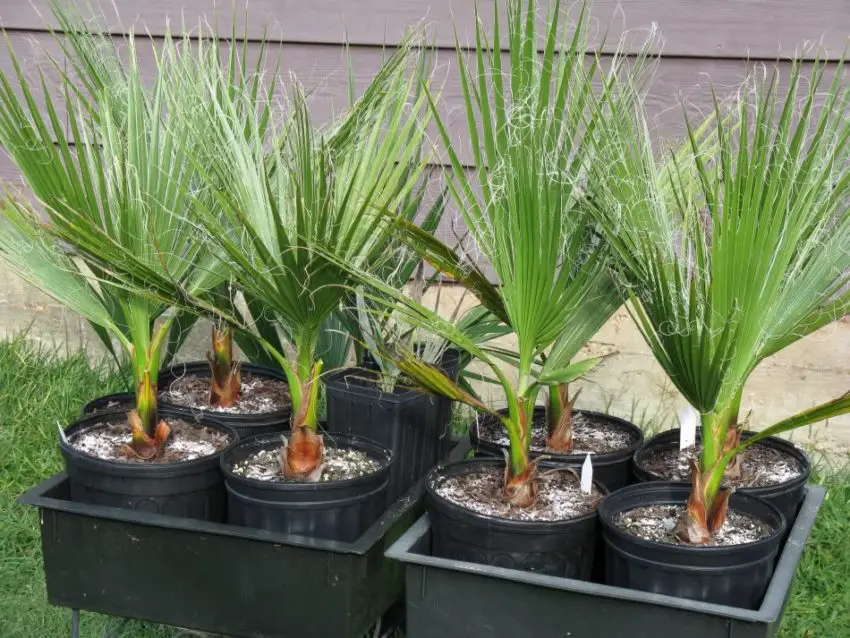 Washingtonia nitensis: come prendersi cura della pianta