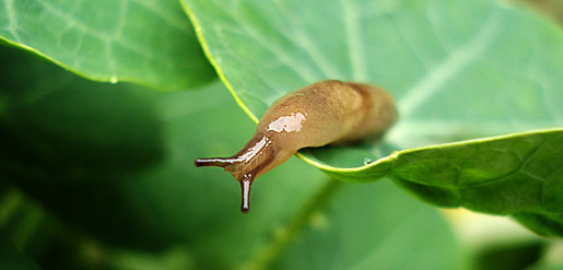  ortensia da giardino