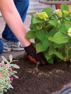 Terreno per ortensie