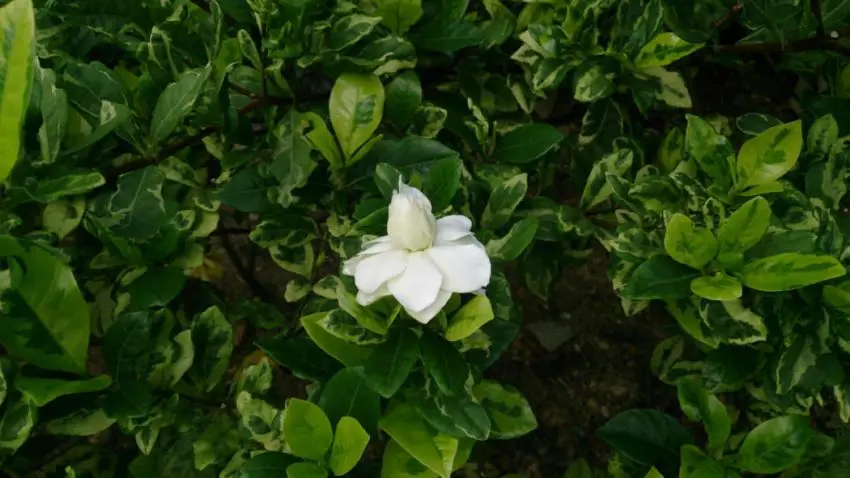 terriccio per gardenia gelsomino