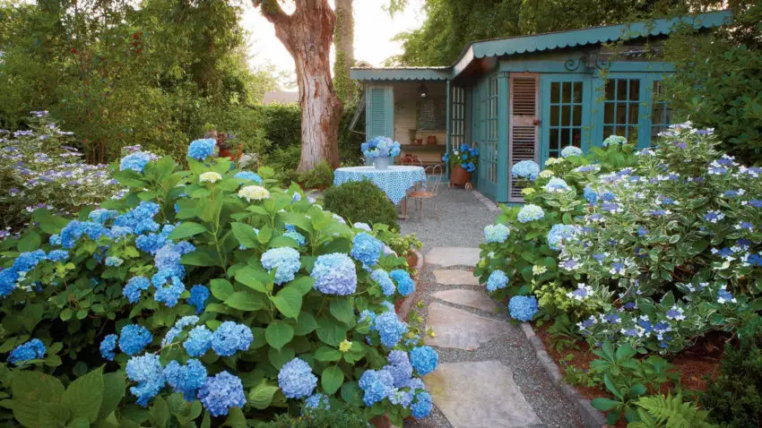 Tempi di fioritura delle ortensie da giardino