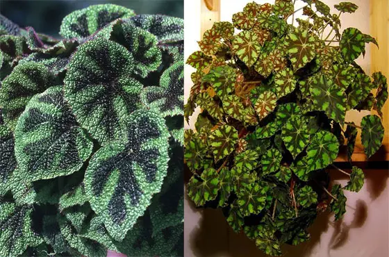 Begonia ornamentalis: varietà, istruzioni per la cura, propagazione