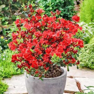 Azalea giapponese: varietà, messa a dimora, propagazione e cure