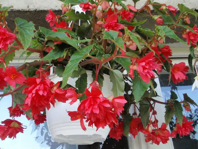 Begonia ampelina: coltivazione e cura in casa