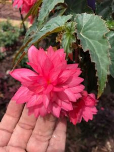 begonia funky pink