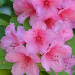 foto di un'azalea in fiore