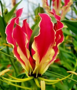 Gloriosa: descrizione, varietà, messa a dimora e cure