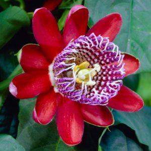 Passiflora: specie, proprietà utili, messa a dimora e cure