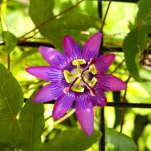 Passiflora: specie, proprietà utili, messa a dimora e cure