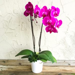 Orchidea Phalaenopsis: specie, cura e propagazione, malattie e parassiti