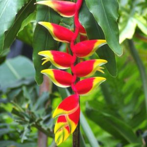 Heliconia: specie, impianto, cura e propagazione