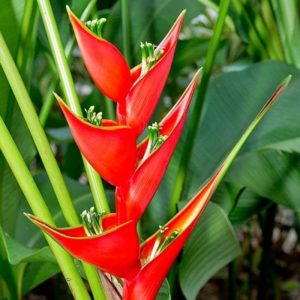 Heliconia: specie, impianto, cura e propagazione