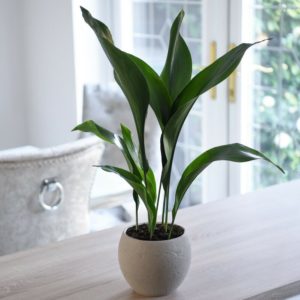 Aspidistra: specie, coltivazione, cura e propagazione