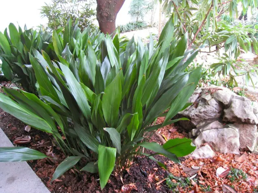 Aspidistra: specie, coltivazione, cura e propagazione