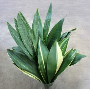 aspidistra foto