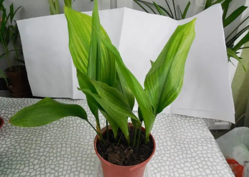 Aspidistra foto