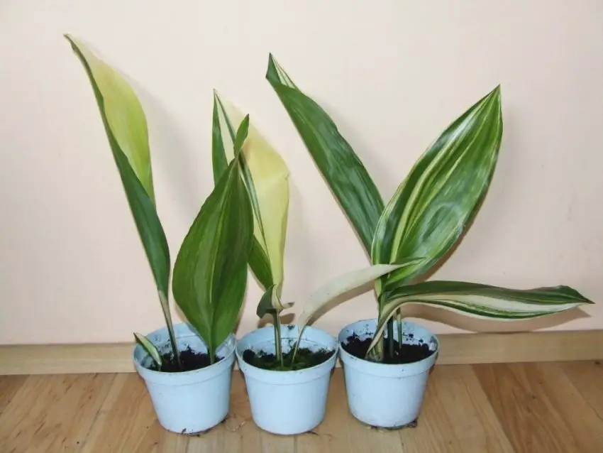 Aspidistra: specie, coltivazione, cura e propagazione