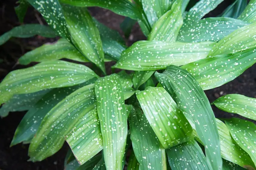 Aspidistra Via Lattea