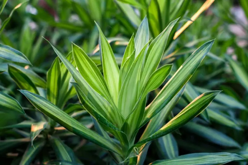 foto di una dracena