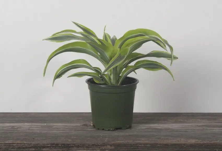 Dracaena: coltivazione, cura e propagazione