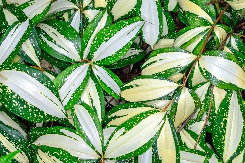 Dracaena: coltivazione, cura e propagazione