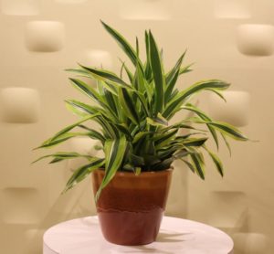 Dracaena: coltivazione, cura e propagazione