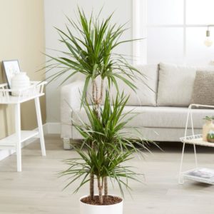 Dracaena: coltivazione, cura e propagazione