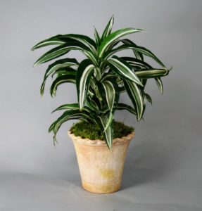 Dracaena: coltivazione, cura e propagazione